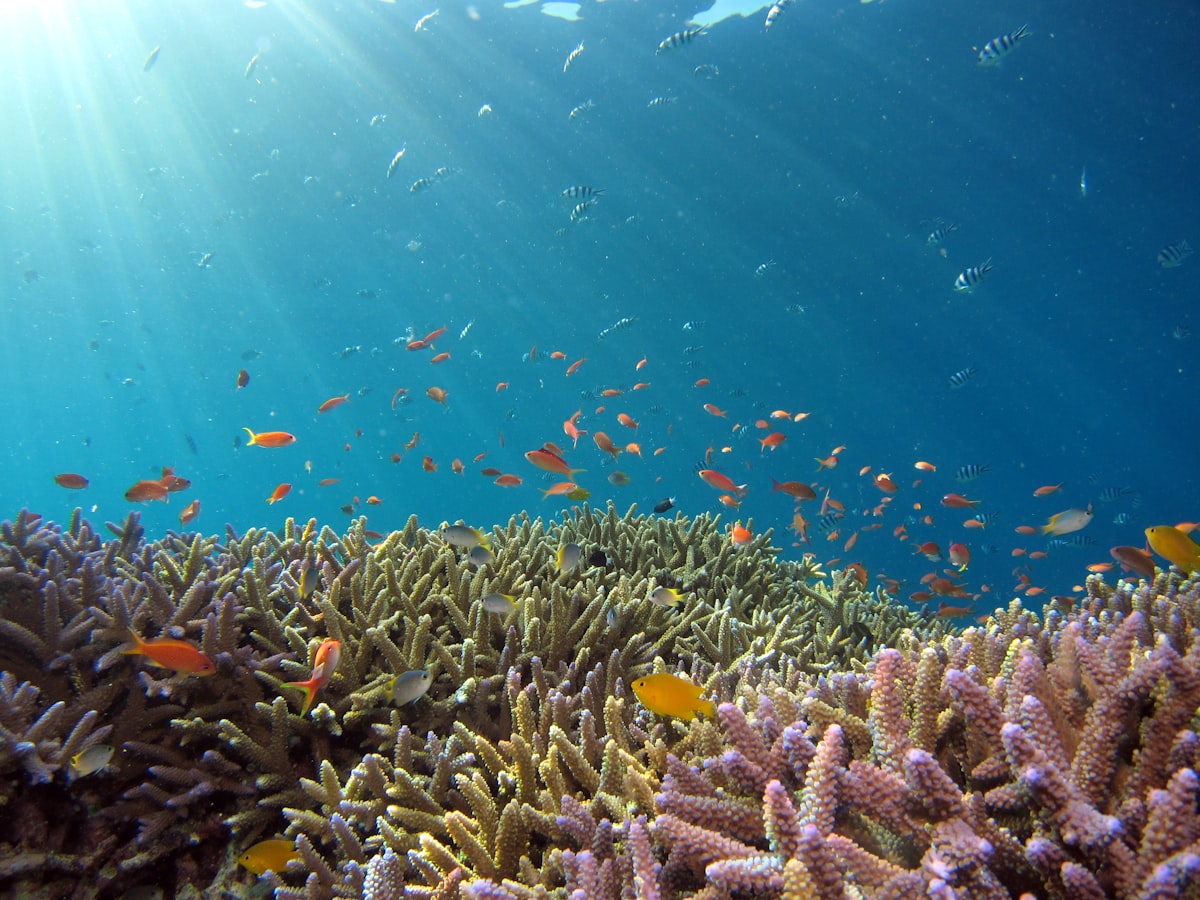Adopt a Coral — 50 000 parrains citoyens