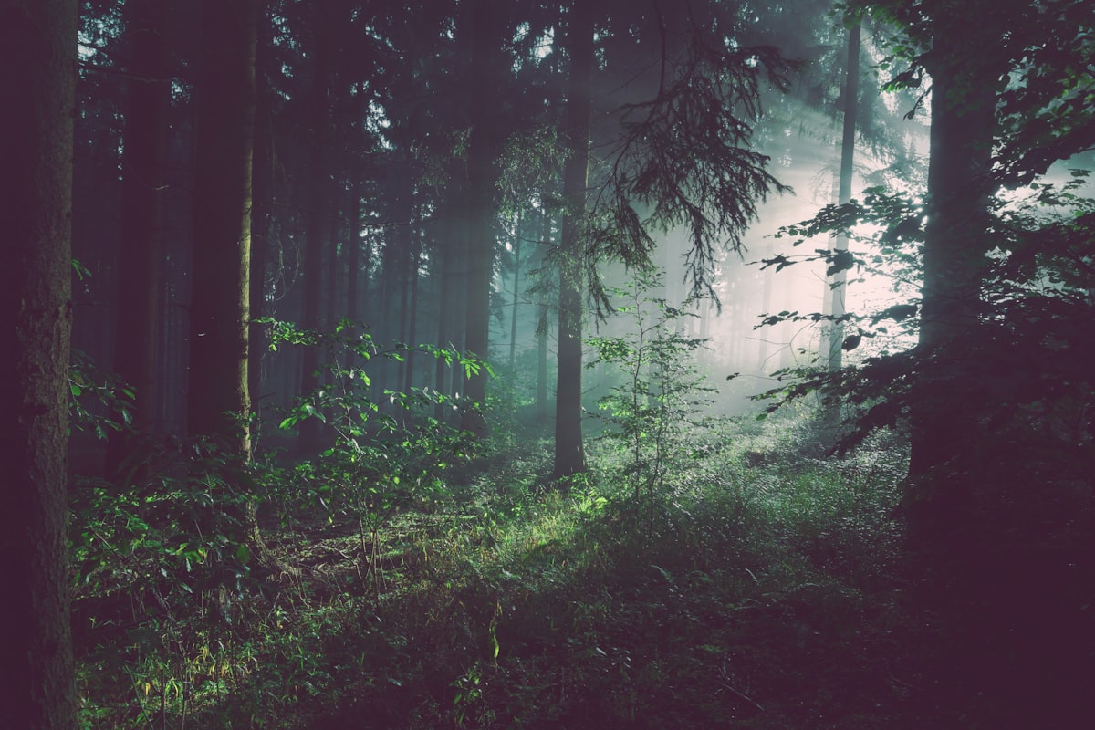 Forêt de Białowieża sauvée